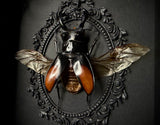 Deerhorn Stag Beetle