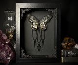 Ghost Swallowtail Butterfly
