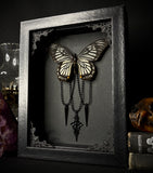 Ghost Swallowtail Butterfly