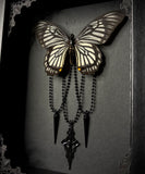 Ghost Swallowtail Butterfly