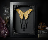 Eri Silk Moth