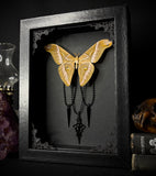 Eri Silk Moth
