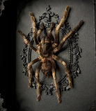 Rusty Bird Eating Tarantula