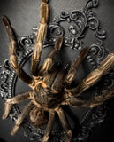 Rusty Bird Eating Tarantula