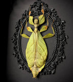 Leaf Insect