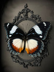 Madagascan Diadem Butterfly