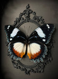 Madagascan Diadem Butterfly