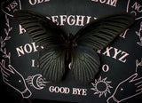 Great Mormon Butterfly on Ouija Board