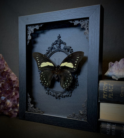 Taxidermy Large Brazilian Butterfly in Gothic Shadow box Frame by Oddity Asylum