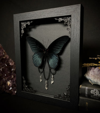 Taxidermy Great Mormon Butterfly w/ Crystals in Gothic Shadow box Frame by Oddity Asylum