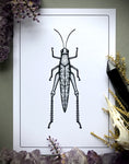 Taxidermy Grasshopper Specimen Print in Gothic Shadow box Frame by Oddity Asylum