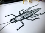 Taxidermy Grasshopper Specimen Print in Gothic Shadow box Frame by Oddity Asylum