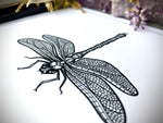 Taxidermy Dragonfly Specimen Print in Gothic Shadow box Frame by Oddity Asylum