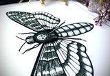 Taxidermy Deaths Head Moth Print in Gothic Shadow box Frame by Oddity Asylum