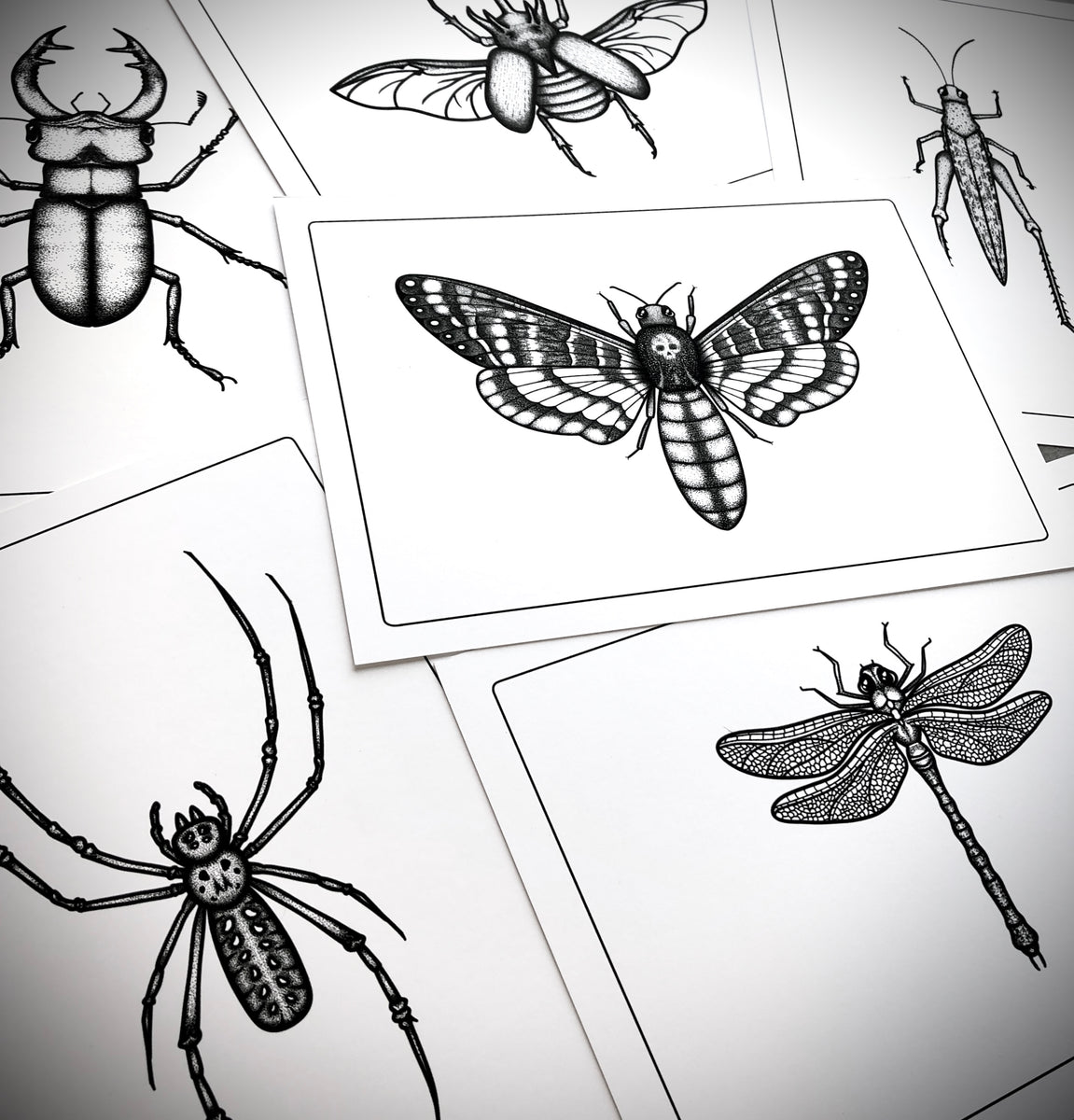 Deaths Head Moth Print/ Insect Taxidermy by Oddity Asylum