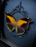 Orion Butterfly