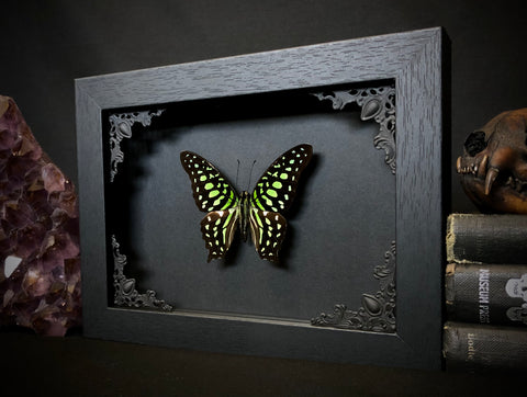 Gothic Taxidermy Butterfly Frames